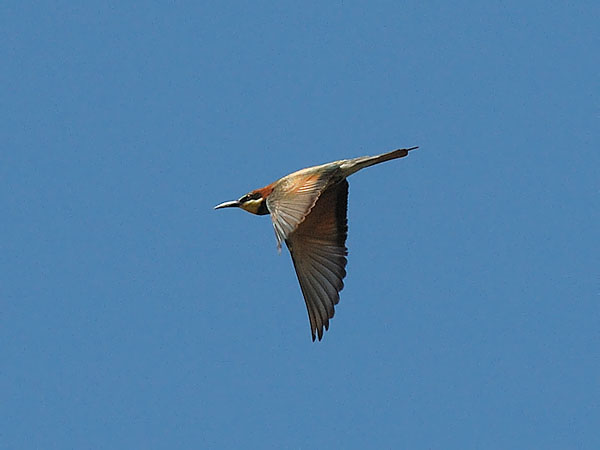 Mehiläissyöjä, European Bee-eater, Merops apiaster